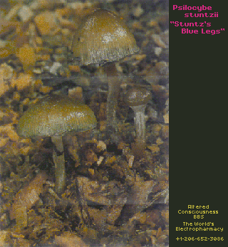 Psilocybe stuntzii.gif